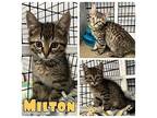 Milton - NN Domestic Shorthair Kitten Male