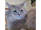 Adopt Mellow Marshmallow a Domestic Long Hair, Siamese