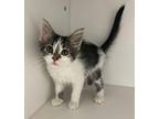 Monica Domestic Mediumhair Kitten Female