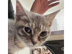 Spring 41350 Domestic Shorthair Kitten Female