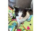 Bandit Domestic Shorthair Kitten Male