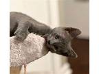 Aerial Russian Blue Male