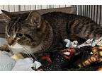 Mandy Domestic Shorthair Kitten Female
