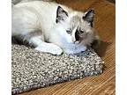 Zinnia - female Snowshoe Kitten Female