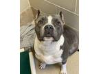 King Kong Bundy American Pit Bull Terrier Adult Male