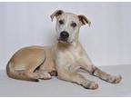 Abby Mixed Breed (Medium) Puppy Female