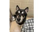 Caesar(In foster) Alaskan Malamute Senior Male