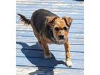 CASEY Norfolk Terrier Adult Female