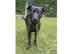 Smokey American Staffordshire Terrier Young Male