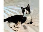 TJ (male) Domestic Shorthair Kitten Male