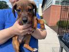 Petrie(Bonded w/Ducky) Labrador Retriever Adult Male