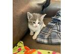 Luna Domestic Shorthair Kitten Female