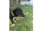 Adopt Hogan a Black - with White Labrador Retriever / American Pit Bull Terrier