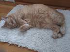 Adopt Andy a Tan or Fawn Tabby American Shorthair / Mixed (short coat) cat in