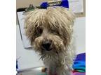 Adopt 24-05-1625 Benedict a Poodle (Miniature) / Mixed dog in Dallas