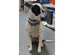 Adopt 24-05-1626 Trixie a Australian Cattle Dog / Mixed dog in Dallas