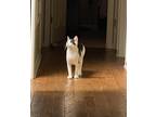 Adopt Charlie a Black & White or Tuxedo Domestic Mediumhair / Mixed (medium