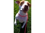 Adopt MOLLY a White - with Brown or Chocolate Boxer / American Staffordshire