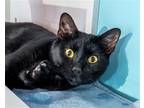 Adopt Kasper a All Black Domestic Shorthair / Mixed (short coat) cat in