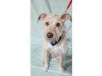 Adopt Lucas a Tan/Yellow/Fawn Schnauzer (Miniature) / Terrier (Unknown Type