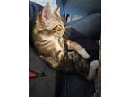 Adopt Kitten Nitro a Brown Tabby Domestic Shorthair / Mixed (short coat) cat in