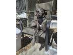 Adopt Lidia a Gray/Silver/Salt & Pepper - with White American Pit Bull Terrier /