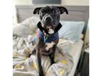 Adopt Joni a Black American Pit Bull Terrier / Mixed dog in Oakland