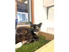 Adopt Kitten 25680 (Deanna) a Tortoiseshell Domestic Shorthair (medium coat) cat