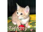 Adopt Tiffany a American Bobtail / Mixed (short coat) cat in Douglasville