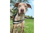 Adopt Maisie Mae a Australian Cattle Dog / Catahoula Leopard Dog / Mixed dog in