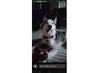 Adopt Whiskey Sour a White - with Black Husky dog in Oceanside, CA (41541064)