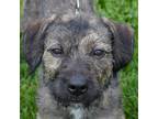 Adopt Dylin a Black Standard Schnauzer / Dachshund / Mixed dog in Huntley