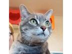 Adopt Alice a Gray, Blue or Silver Tabby Domestic Shorthair (short coat) cat in