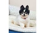 Adopt Lily a White - with Black Pomeranian / Mixed dog in Albion, NY (41554319)