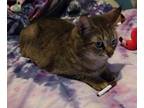Adopt Muffin a Tiger Striped Tabby / Mixed (short coat) cat in New Orleans