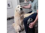 Adopt Hank a White Great Pyrenees / Mixed dog in Wake Forest, NC (41554315)