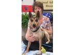 Adopt Peaches a Tan/Yellow/Fawn Australian Cattle Dog / Bull Terrier / Mixed dog