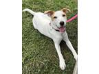 Adopt Abby 3132 a White - with Tan, Yellow or Fawn Labrador Retriever / Mixed