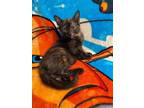 Adopt Coco baby a Tortoiseshell Domestic Mediumhair / Mixed (medium coat) cat in