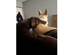 Adopt Max a Brown/Chocolate Doberman Pinscher / Mixed dog in Bettendorf