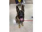 Adopt Heidi a Black Belgian Malinois / Mixed Breed (Medium) / Mixed (short coat)