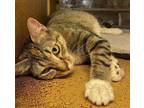 Adopt Kaveh a Brown Tabby Domestic Shorthair / Mixed Breed (Medium) / Mixed
