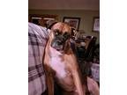 Adopt Mabel a Boxer / Mixed dog in Fond du Lac, WI (41507908)