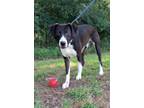 Adopt Heath a Labrador Retriever / Mixed dog in Fond du Lac, WI (41550635)