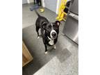 Adopt Duke a Black Mixed Breed (Small) / Mixed Breed (Medium) / Mixed (short