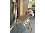 Adopt Floki a White Cockapoo / Mixed dog in San Diego, CA (41554169)