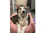 Adopt Lenny a Husky / German Shepherd Dog / Mixed dog in Burnaby, BC (41554150)