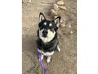 Adopt Honey a Black Alaskan Klee Kai / Mixed Breed (Medium) / Mixed (short coat)