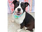 Adopt Nickie a American Staffordshire Terrier / Mixed dog in Gautier