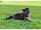 Adopt Marley a Brown/Chocolate - with Tan German Shepherd Dog / Pomeranian /